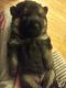 German Shepherd Puppies for sale in Dodge County, MN, USA. price: $800