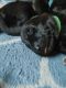 German Shepherd Puppies for sale in Canandaigua, NY 14425, USA. price: NA