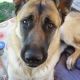 German Shepherd Puppies for sale in Four Oaks, NC 27524, USA. price: NA