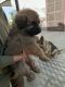 German Shepherd Puppies for sale in Bahadurgarh, Haryana 126112, India. price: 11000 INR