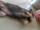 German Shepherd Puppies for sale in Khalasi Para, Railway Loco Colony, Burdwan, West Bengal 713101, India. price: 14000 INR