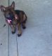 German Shepherd Puppies for sale in Palmdale, CA, USA. price: $2,000