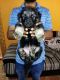 German Shepherd Puppies for sale in Kudus, Maharashtra 421312, India. price: 7999 INR