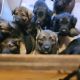 German Shepherd Puppies for sale in Sequim, WA 98382, USA. price: NA