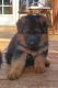 German Shepherd Puppies for sale in Tabor, IA 51653, USA. price: NA