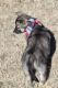 German Shepherd Puppies for sale in Gorman, TX 76454, USA. price: NA