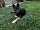 German Shepherd Puppies for sale in 21512 Consejos, Mission Viejo, CA 92691, USA. price: $800