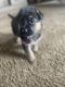 German Shepherd Puppies for sale in North Plains, OR 97133, USA. price: NA
