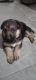 German Shepherd Puppies for sale in Ratlam, Madhya Pradesh 457001, India. price: 8000 INR