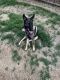 German Shepherd Puppies for sale in Lancaster, TX, USA. price: $100
