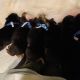 German Shepherd Puppies for sale in Logan, OH 43138, USA. price: $2,000