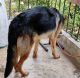 German Shepherd Puppies for sale in Bhubaneswar, Odisha, India. price: 15000 INR