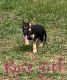 German Shepherd Puppies for sale in Rocky Mount, VA 24151, USA. price: $900