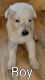 German Shepherd Puppies for sale in Lovingston, VA 22949, USA. price: $500