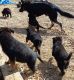 German Shepherd Puppies for sale in Rockford, IL, USA. price: $1,200