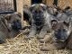 German Shepherd Puppies for sale in Dornsife, PA 17823, USA. price: $1,200