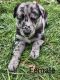 German Shepherd Puppies for sale in Longview, WA 98632, USA. price: $500