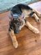 German Shepherd Puppies for sale in Piedmont, SC 29673, USA. price: NA