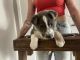 German Shepherd Puppies for sale in Moorpark, CA 93021, USA. price: $600