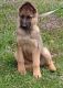 German Shepherd Puppies for sale in Harrison, AR 72601, USA. price: $500
