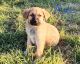 German Shepherd Puppies for sale in Seagoville, TX, USA. price: NA