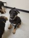 German Shepherd Puppies for sale in Tonopah, NV 89049, USA. price: NA