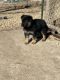 German Shepherd Puppies for sale in Axtell, KS 66403, USA. price: $400
