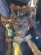 German Shepherd Puppies for sale in Durango, CO, USA. price: NA