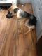 German Shepherd Puppies for sale in Dubuque, IA, USA. price: $400