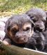 German Shepherd Puppies for sale in Hardeeville, SC 29927, USA. price: NA