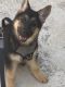 German Shepherd Puppies for sale in Coral Gables, FL, USA. price: NA