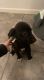 German Shepherd Puppies for sale in Allentown, PA, USA. price: $500