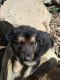 German Shepherd Puppies for sale in Wenatchee, WA 98801, USA. price: $200