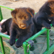 German Shepherd Puppies for sale in Palmdale, CA, USA. price: $1,500