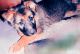 German Shepherd Puppies for sale in Dwarka, New Delhi, Delhi, India. price: 14000 INR