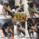 German Shepherd Puppies for sale in Idgah Hills, Bhopal, Madhya Pradesh 462001, India. price: 12000 INR