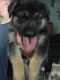 German Shepherd Puppies for sale in Spring Glen Rd, New York 12763, USA. price: NA