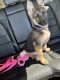 German Shepherd Puppies for sale in Shirley, NY, USA. price: NA