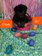 German Shepherd Puppies for sale in Huber Heights, OH, USA. price: $700