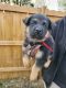 German Shepherd Puppies for sale in Memphis, TN, USA. price: NA
