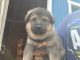 German Shepherd Puppies for sale in Clarksville, VA 23927, USA. price: $900
