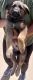 German Shepherd Puppies for sale in Powder Springs, GA 30127, USA. price: $550