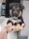 German Shepherd Puppies for sale in Lebanon, IN 46052, USA. price: $800