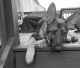 German Shepherd Puppies for sale in Rock Hill, SC, USA. price: NA