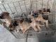 German Shepherd Puppies for sale in Stockton, CA 95209, USA. price: $150