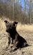 German Shepherd Puppies for sale in Latrobe, PA 15650, USA. price: NA