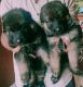 German Shepherd Puppies for sale in Belagavi, Karnataka, India. price: 20000 INR