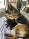 German Shepherd Puppies for sale in Tampa, FL, USA. price: $2,500