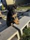 German Shepherd Puppies for sale in 8036 Sunnyside Ave, San Bernardino, CA 92410, USA. price: NA