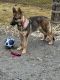 German Shepherd Puppies for sale in Amesbury, MA, USA. price: $1,000